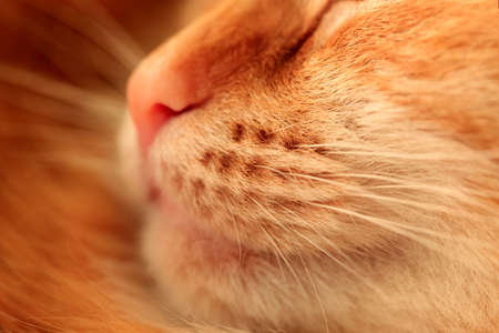 Nose of a ginger cat close up