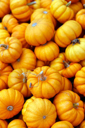 Fair of a pumpkins in Californiaの写真素材
