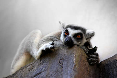 Portrait of a catta lemur close-upの写真素材