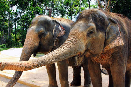 Close-up view of two Asiatic elephants, with muddy skin, standing very close to each other, touching their trunks on each other's faces, including inside the mouth. They are in a rural tropical setting, in southeast Asia.の写真素材