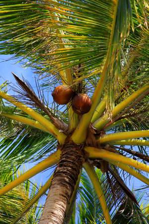 Tree of a coco the bottom viewの写真素材