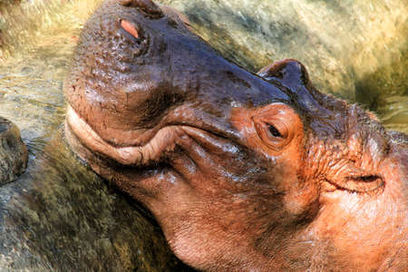 Hippopotamus, (Hippopotamus amphibius), head just above water, showing big eye and hairs on nostrilsの写真素材