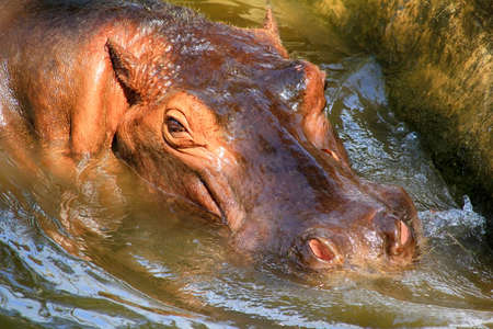 Hippopotamus, (Hippopotamus amphibius), head just above water, showing big eye and hairs on nostrilsの写真素材