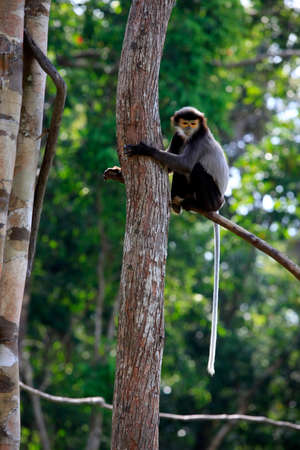 Monkey on a tree in a zoo. Vietnam, Phu Quoc