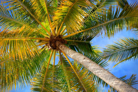 Tree of a coco the bottom viewの写真素材