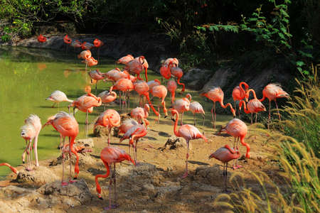 Flock of flamingos in waterの写真素材