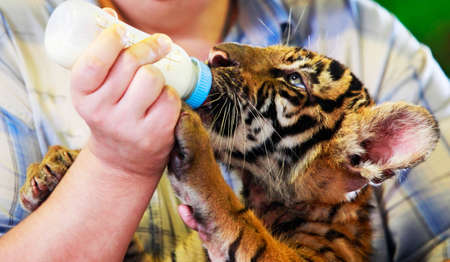 Feeding a tiger out of the bottleの写真素材