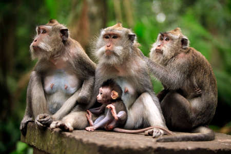 Family of monkeys. Bali a zoo. Indonesiaの写真素材