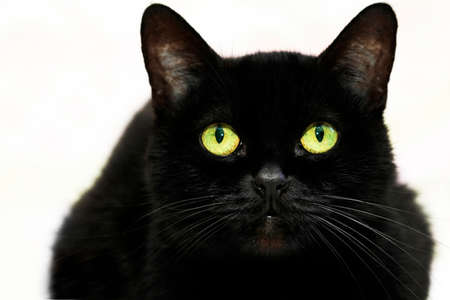 Beautiful black cat on white background .の写真素材