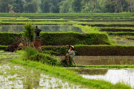 Bali. Indonesia, 14 July 2010: Overview of a typical asian woman working on rice cultivation in a field flooded with water in the plains surrounding Bali, Indonesiaのeditorial素材