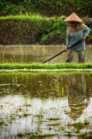 Bali. Indonesia, 14 July 2010: Overview of a typical asian woman working on rice cultivation in a field flooded with water in the plains surrounding Bali, Indonesiaのeditorial素材