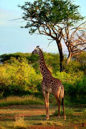 Free Giraffe in Tsavo National Park. Kenyaの写真素材