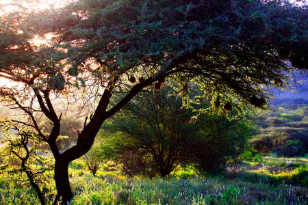 Ttrees sunset in the African savannah. Kenyaの写真素材