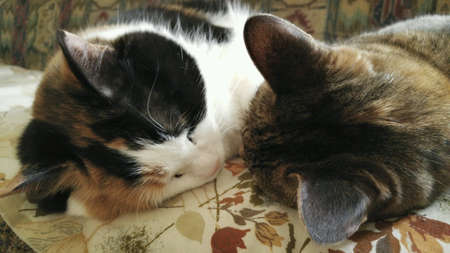 Cat nap on a floral sheet.