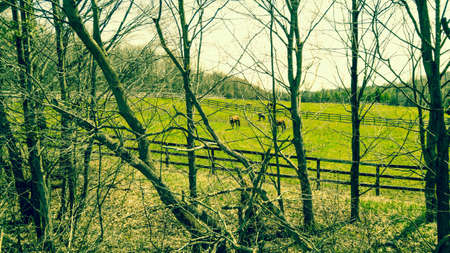 Horses in field hidden behind treesの素材