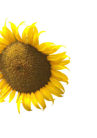 Sunflower smile on backgroundの写真素材