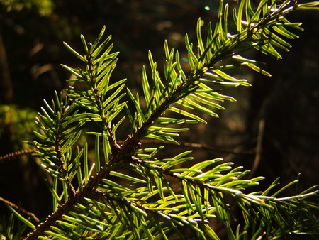 Juniper leaves