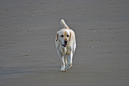 Golden retriever labrador male walking on beachの写真素材