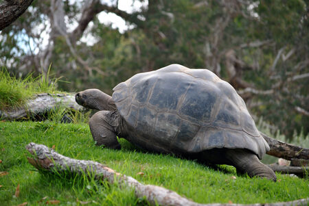 Large turtle walking uphill on a grass slopeの写真素材