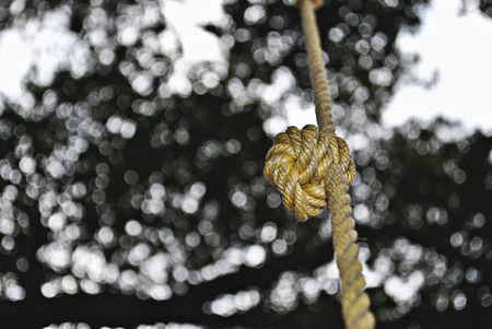knot in yellow rope hanging vertically from a tree の写真素材