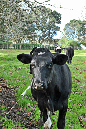 curious cowの写真素材