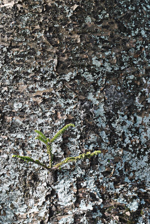 new plant growing from big tree trunkの写真素材