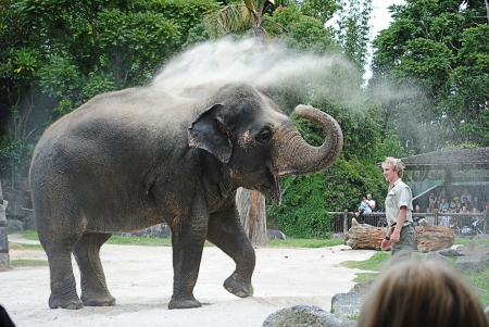 handler and elephantのeditorial素材