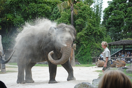 handler and elephantのeditorial素材