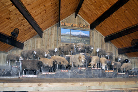 sheep from different breeds standing on stage during a show at agrodome in new zealndのeditorial素材