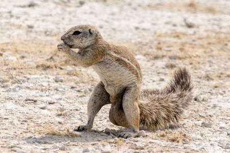 Ground Squirrelの写真素材