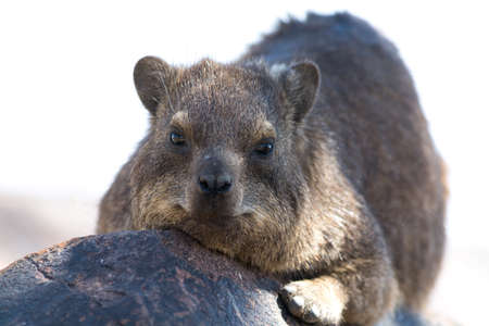 Cliff Hyraxの写真素材