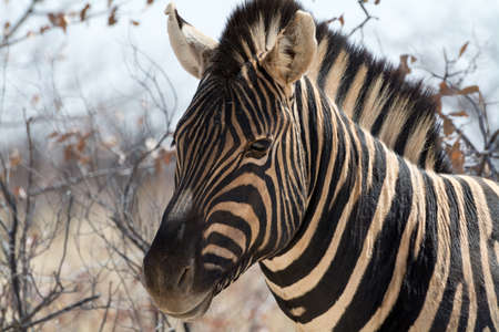 Zebra Portrait