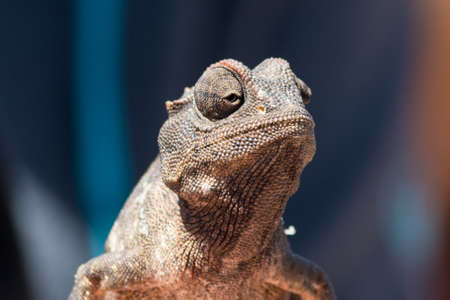 Chameleonの写真素材