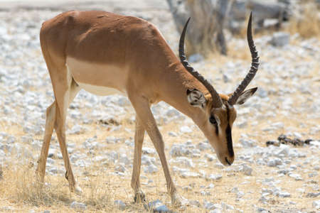 Black Faced Impala Namibia, head downの写真素材