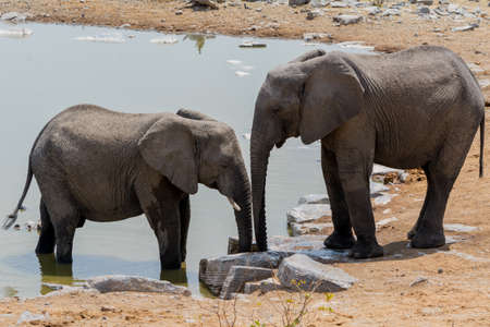 Two Elephants trunks down in Etosha National Park, Namibiaの写真素材