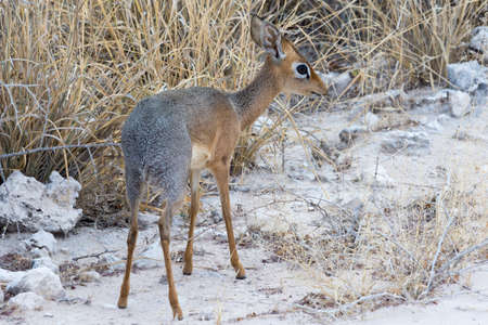Damara dik-dikの写真素材