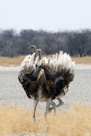 Two fighting Ostriches, Namibiaの写真素材