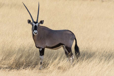 Oryx in the grassland, Namibiaの写真素材