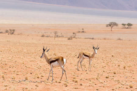 Two Springboks in the desertの写真素材