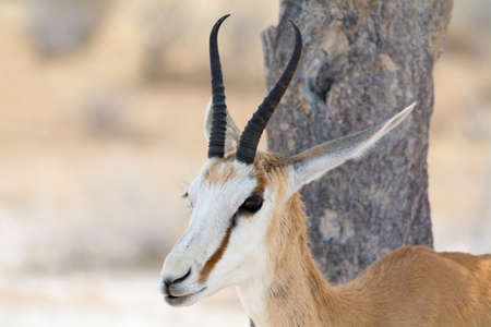 Portrait of a Springbok in Namibiaの写真素材