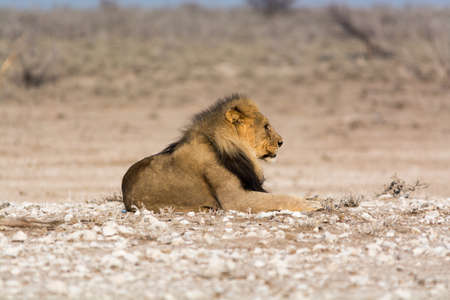 Lazy and relaxed male lion in Etosha National Park, Namibiaの写真素材