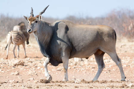Big Eland in Etosha National Park, Namibiaの写真素材