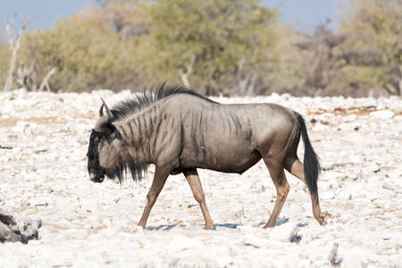 Blue Wildebeest in the Etosha National Park, Namibia