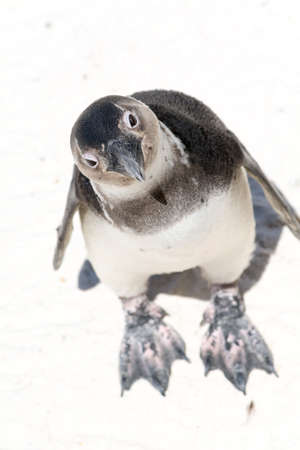 funny African Penguin colony at South Africaの写真素材