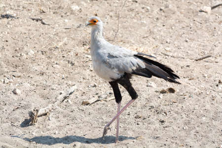 Secretary Bird On The Walk in Etosha National Park, Namibiaの写真素材