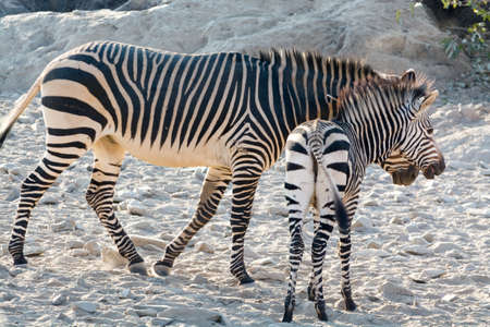 Hartmann Mountain Zebra with kitten in Etosha National Park, Namibiaの写真素材