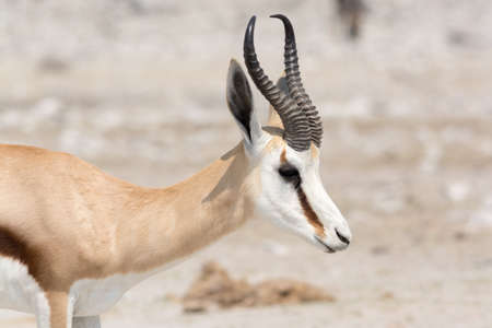 Springbok half body portrait in Etosha National Park, Namibiaの写真素材