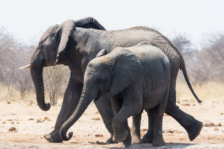 Elephant cow with child on the walk in Etosha National Park, Namibiaの写真素材
