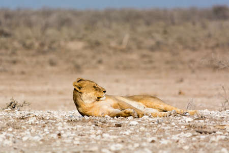 Relaxed female lion in Etosha National Park, Namibiaの写真素材