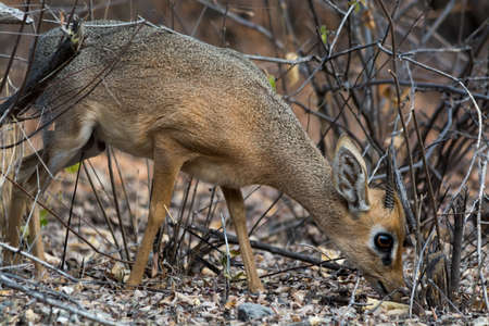 Damara Dik Dik, eating. Seen and shot on self drive safari tour through several natural parks at namibia, africa.の写真素材